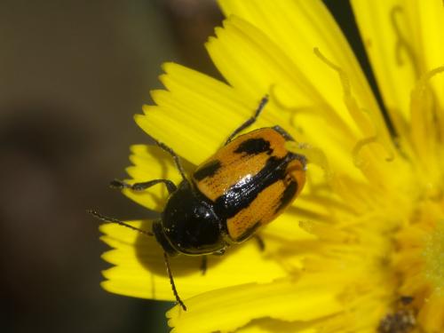 Cryptocephalus vittatus